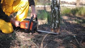 Best Lawn Disease Treatment  in Park Ridge, NJ