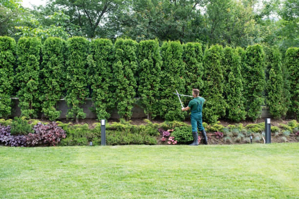 Best Lot and Land Clearing  in Park Ridge, NJ