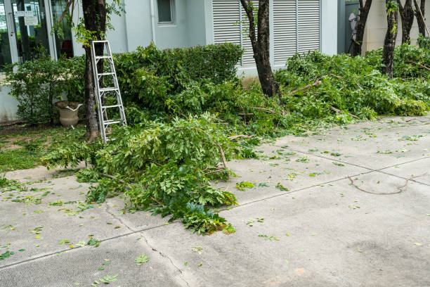 Best Tree Cabling and Bracing  in Park Ridge, NJ
