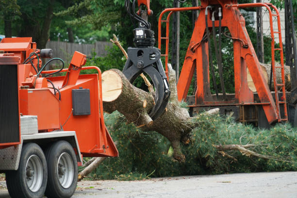 Best Lawn Pest Prevention  in Park Ridge, NJ