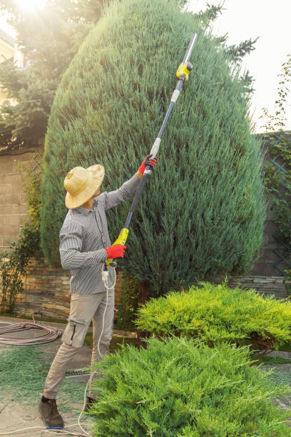 Best Leaf Removal  in Park Ridge, NJ