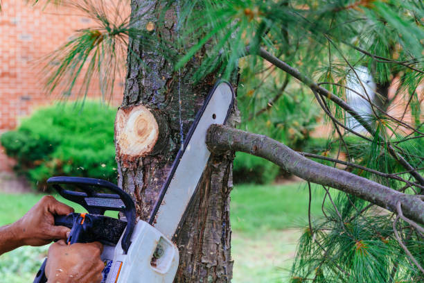 Best Hedge Trimming  in Park Ridge, NJ